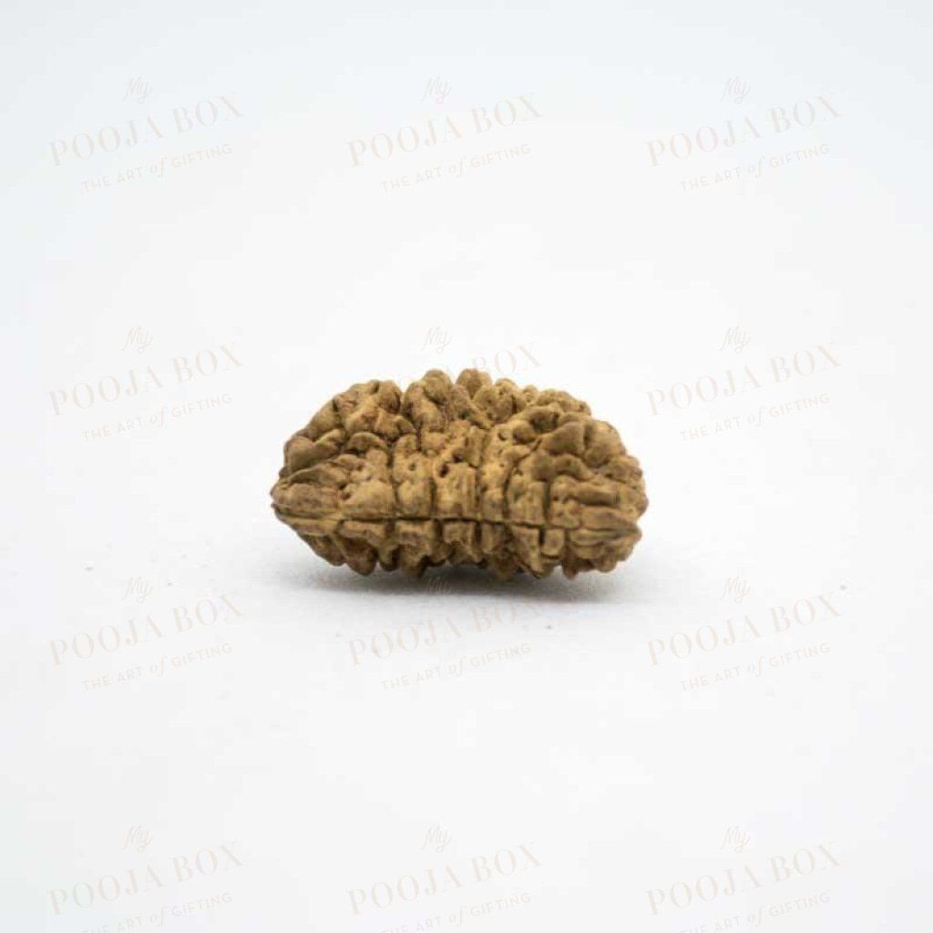 Natural Ek Mukhi/one Face Rudraksha Pooja Items