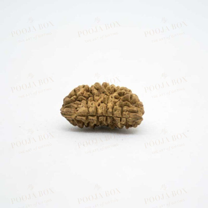 Natural Ek Mukhi/one Face Rudraksha Pooja Items