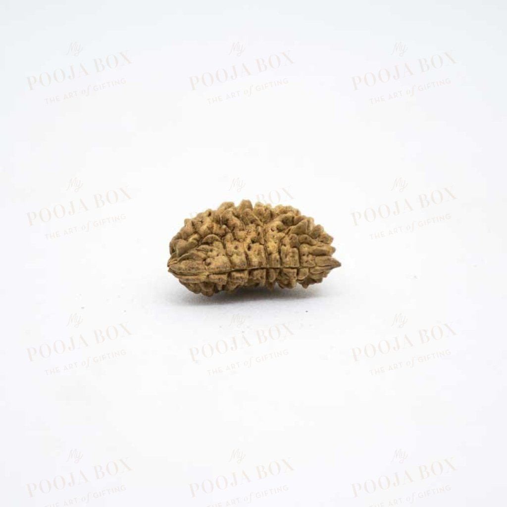 Natural Ek Mukhi/one Face Rudraksha Pooja Items