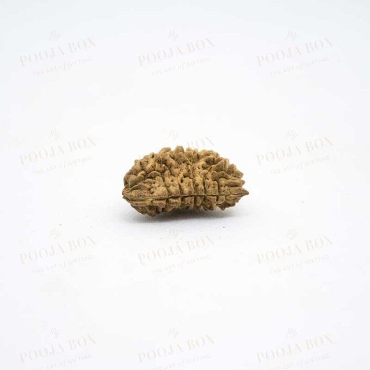 Natural Ek Mukhi/one Face Rudraksha Pooja Items